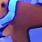 クマノミとイソギンチャクの写真